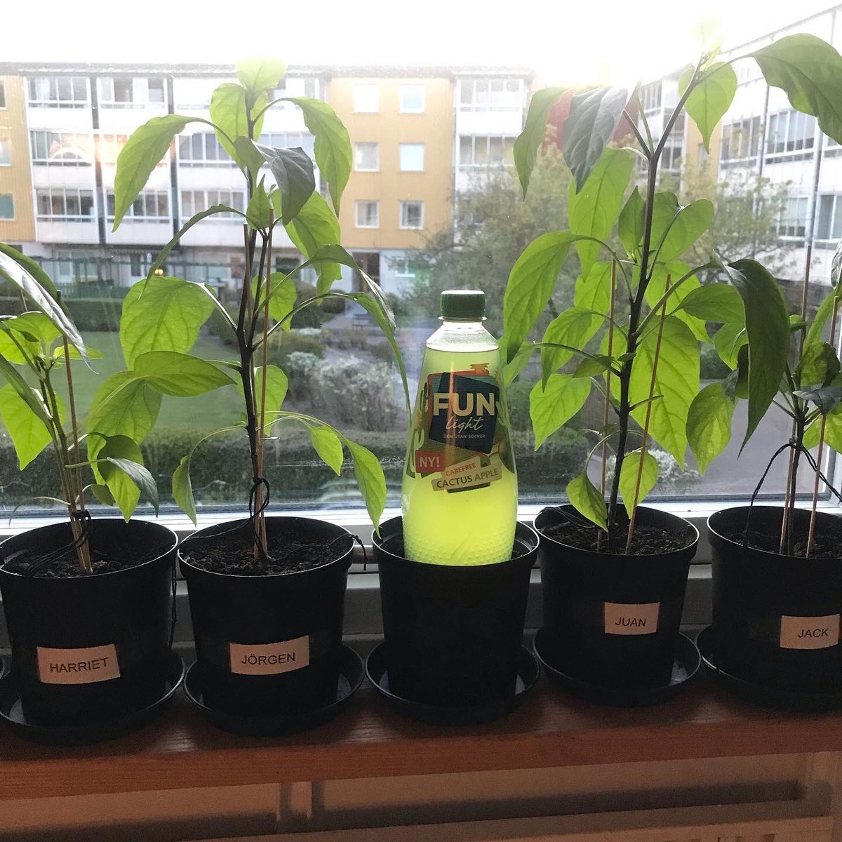 nisoliwo's tweet photo. I samarbete med @funlightsverige har jag nu testat en av deras nya smaker, kaktus och äpple. Jag kan starkt rekommendera den och redan köpt en ny flaska 🤸🏻♀️ Tack @funlightsverige 🙏🏻 #funlight2022buzz #funlight #bringoutthefuninwater #funlighticon #buzzador @buzzador https://t.co/a8inX7zL1O