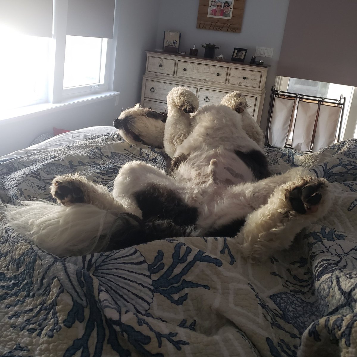 You know what day it is 🙌 #FlyingLegsFriday #dogsoftwitter