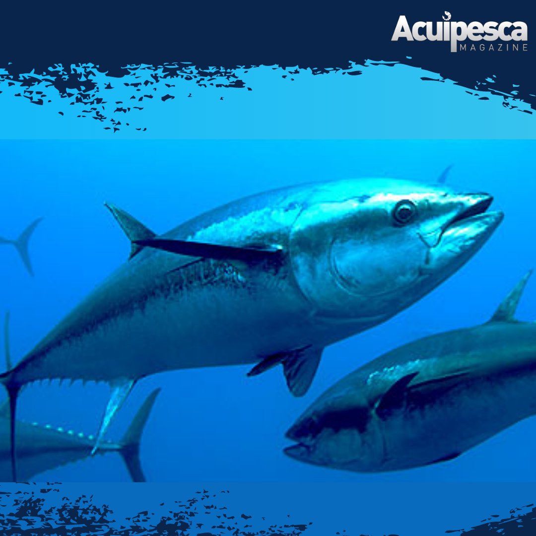 ¿Por qué existe un Día Mundial del Atún? 🐟

El 2 de mayo se conmemoró el Día Mundial del Atún. Por ello compartimos el trabajo publicado por la Organización de las Naciones Unidas en su portal

Para leerlo le invitamos ingresar a nuestro sitio web acuipesca.com/2022/05/por-qu…