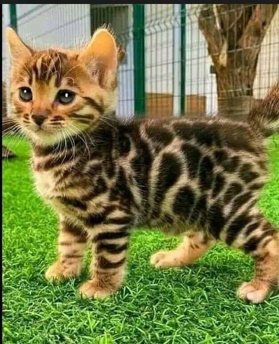 Cingara 18 (@18cingara) on Twitter photo 