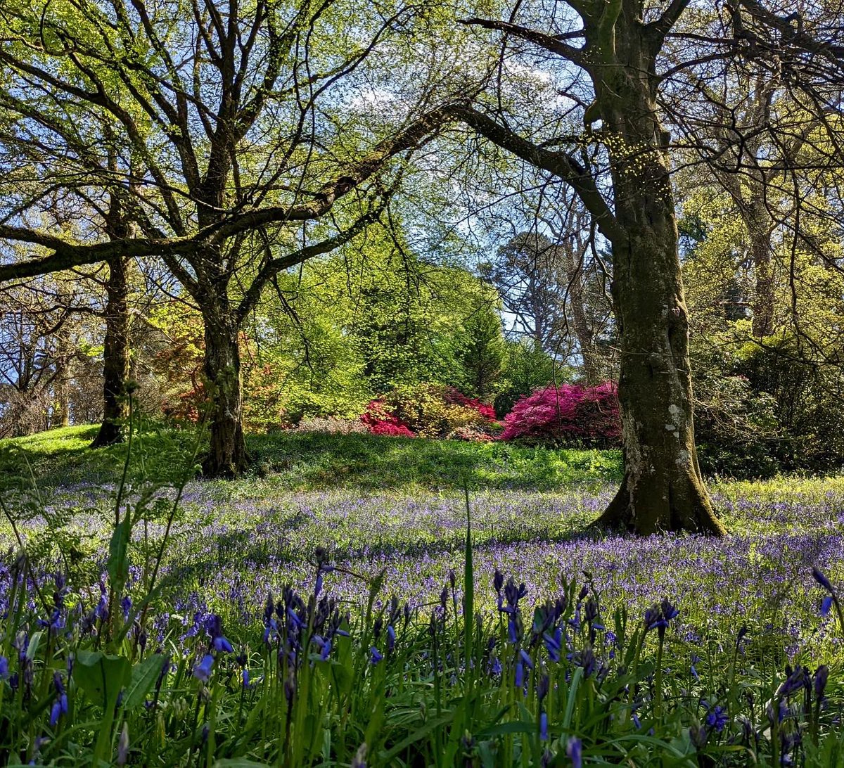 Boconnoc (@boconnocestate) on Twitter photo OPEN GARDENS ✨🌸 Join us this Sunday 8th of May for our first charity open gardens of the season. The gardens will be open between 2pm - 5pm in aid of the <a href="/NGSOpenGardens/">National Garden Scheme</a> There will be light refreshments available in the Stable Yard. Adults £6, children admission by donation. OPEN GARDENS ✨🌸 Join us this Sunday 8th of May for our first charity open gardens of the season. The gardens will be open between 2pm - 5pm in aid of the <a href="/NGSOpenGardens/">National Garden Scheme</a> There will be light refreshments available in the Stable Yard. Adults £6, children admission by donation.