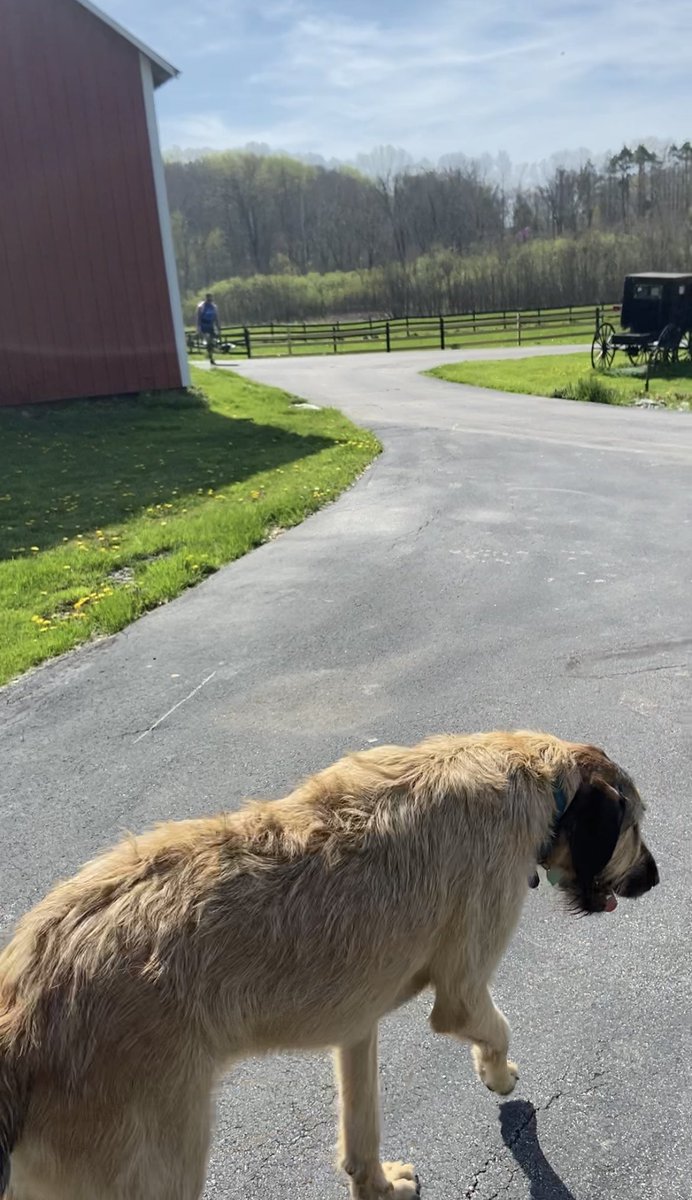 bigrobmckee's tweet photo. Another strongman Saturday! Come get a lift on the farm!
Teaching technique and getting into to some competition tomorrow! (Also proven fact that lifting on the farm is anabolic #science) #whybenormal https://t.co/aTGnVLezIf