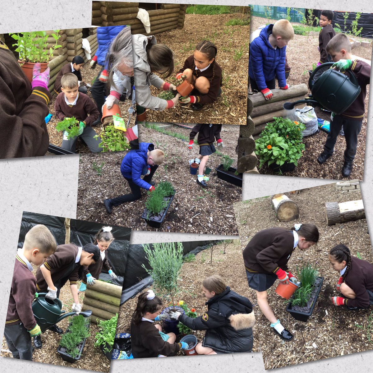 10StHerberts's tweet photo. Our Year 6 Gardening Prefects have been busy today planting herbs and spices in the Habitat Hub. #smellsdivine https://t.co/U0rGS47m1t