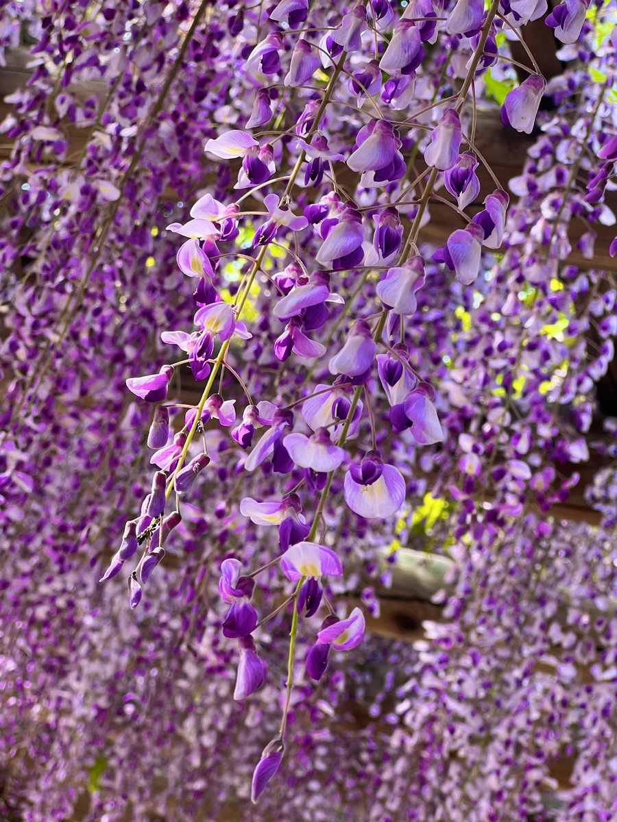 ゆすさん@Voicy日韓ラジオ tweet media