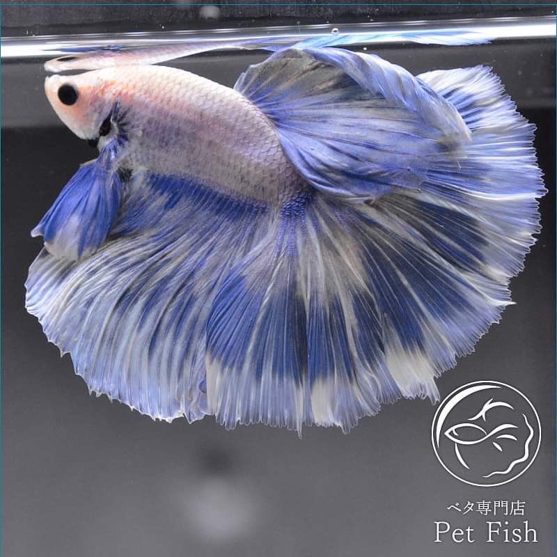 ペットフィッシュ Twitter पर 更新しました 通販 ヤフーショッピング ベタ 熱帯魚 Bettafish Bettahalfmoon ベタ専門店ペットフィッシュ T Co 4xchbsl3uo Twitter