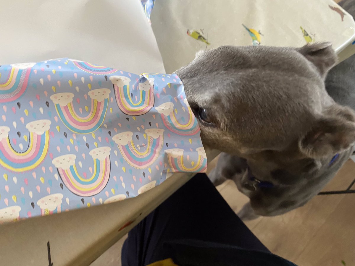 Brian ‘cough’ helping to wrap his lucky dip for the walk tomorrow @Bamburgh_Castle #GreatNorthTweetUp2022 #houndsoftwitter #dogsoftwitter