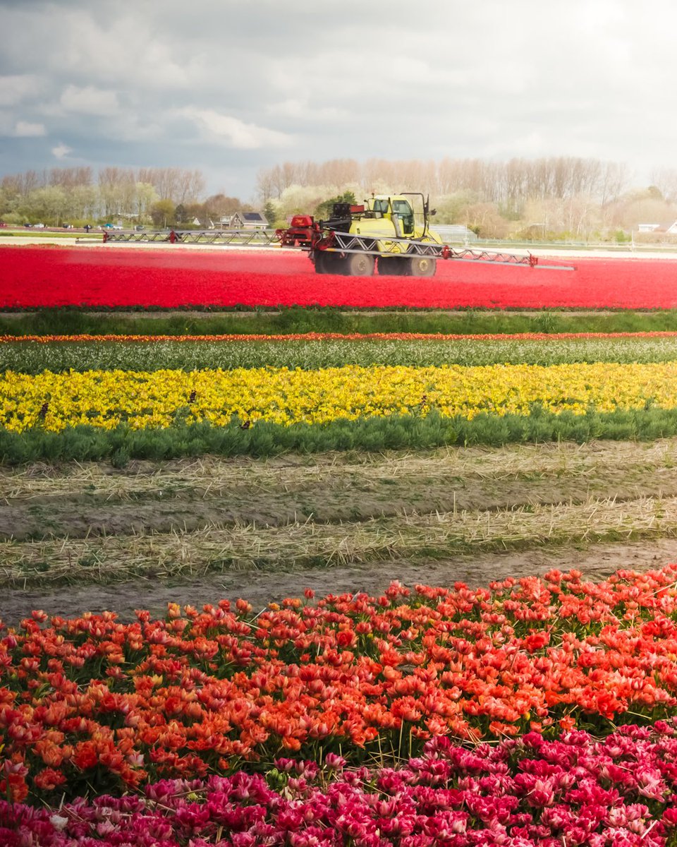 RamyaBalkur's tweet photo. Watering Tulips 🌷 https://t.co/G8TccLZNot
