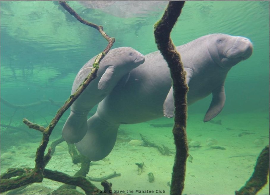 savethemanatee's tweet photo. Friday Puzzle Time!
With Mother's Day only a few days away, here is a cute photo of a mom/calf pair taken at Blue Spring. Enjoy! https://t.co/15wU42cgEW https://t.co/iF0K5aeGwm