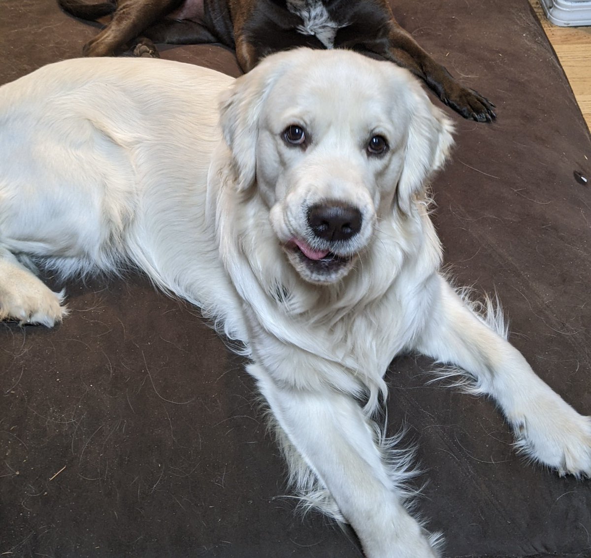 Rustboro Robins tweet media