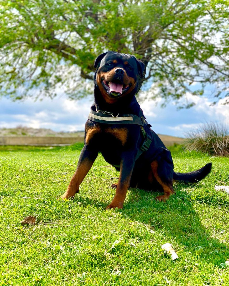 rottweilers_hub tweet media