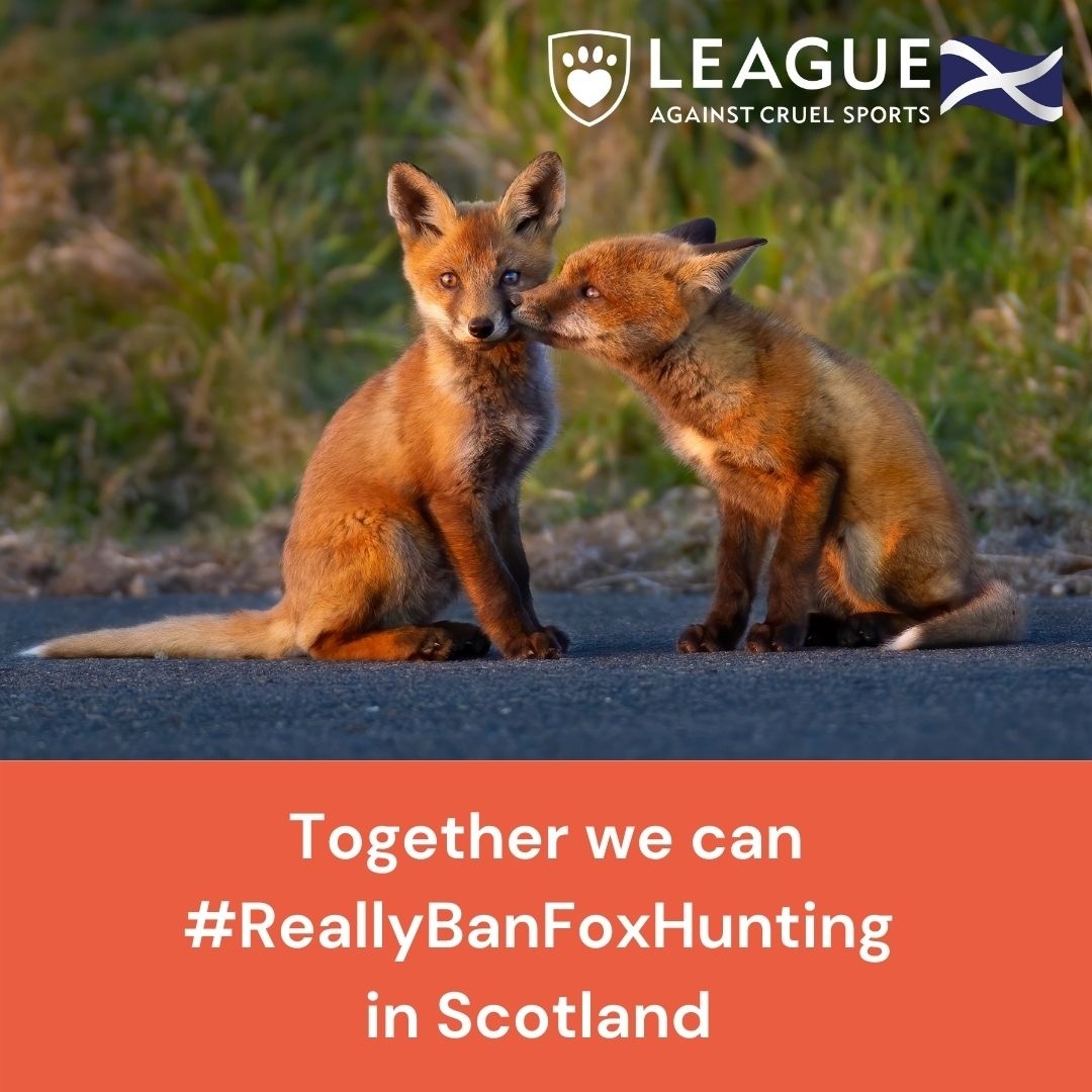 LeagueACS's tweet photo. For the first time in 20 years we have a proper chance to #ReallyBanFoxHunting in Scotland but we need your help to ensure this happens. For more information on how you can support our campaign further please visit our website here: https://t.co/gO9GORDj4E  #EndHunting https://t.co/0SEVuaHdqZ