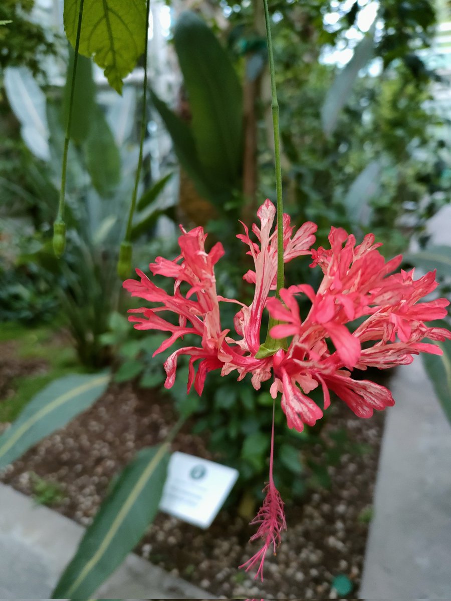 SpgiMasterPISIA's tweet photo. 📸Scatti dalla seconda gita culturale del #masterPISIA all' @ortobotanicopd di #Padova https://t.co/ITHXuUL3rA