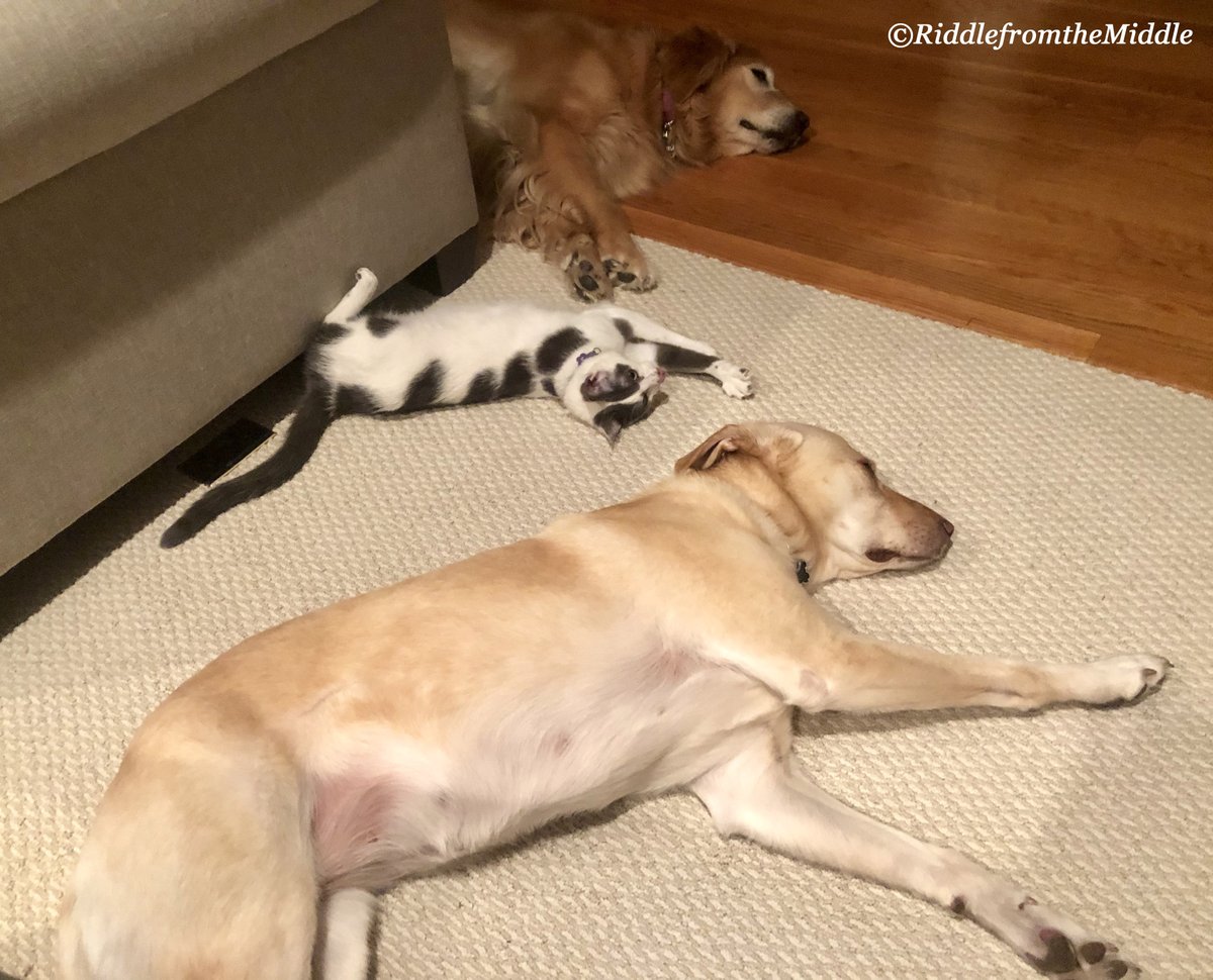 perRFTM's tweet photo. We're quite the motley crew. One dog with heart trouble, another who's elderly, and me with my bad back and bum knee. I'm sure the neighbors were less than impressed. #40things #life #tech #iCloud #phones #pets #cooking #humor #RFTM https://t.co/EVPWJrSwUg https://t.co/YLGUtbHWju