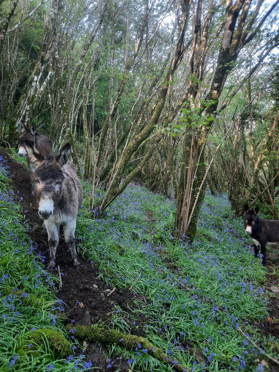 .
.
#bluebells 
#spring
#biodiversity 
#farmersdocareabouttheworld
