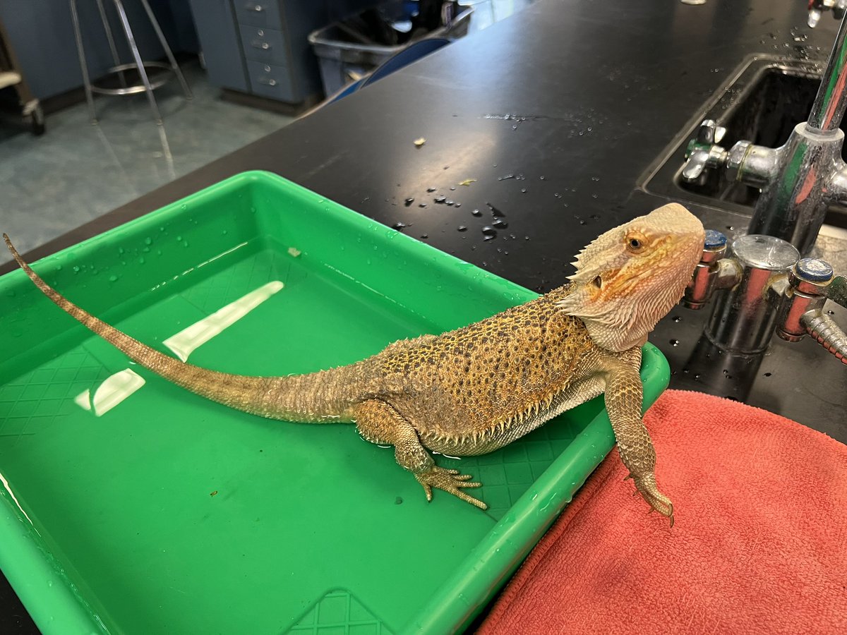 Mrs_Simoni's tweet photo. Getting prepped for tonight’s prom! @SBRileyhigh #breakerthebeardie #finallyajunior @alliepark23 https://t.co/qLuERp29ez