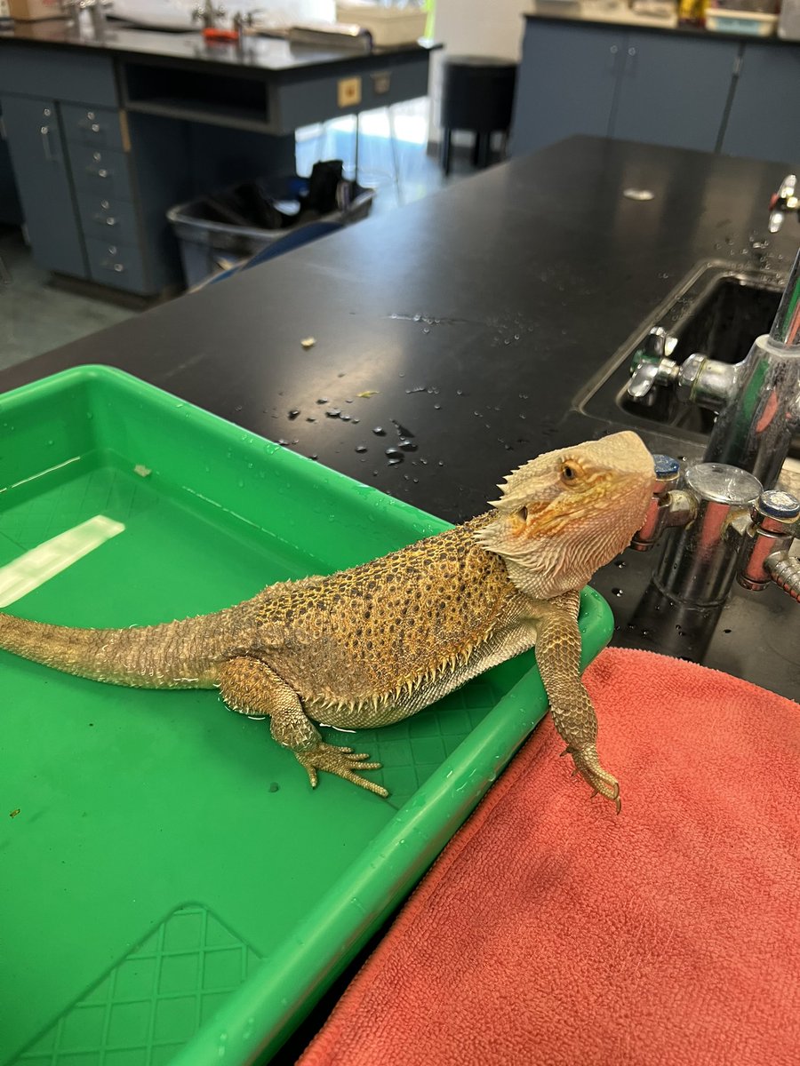 Mrs_Simoni's tweet photo. Getting prepped for tonight’s prom! @SBRileyhigh #breakerthebeardie #finallyajunior @alliepark23 https://t.co/qLuERp29ez