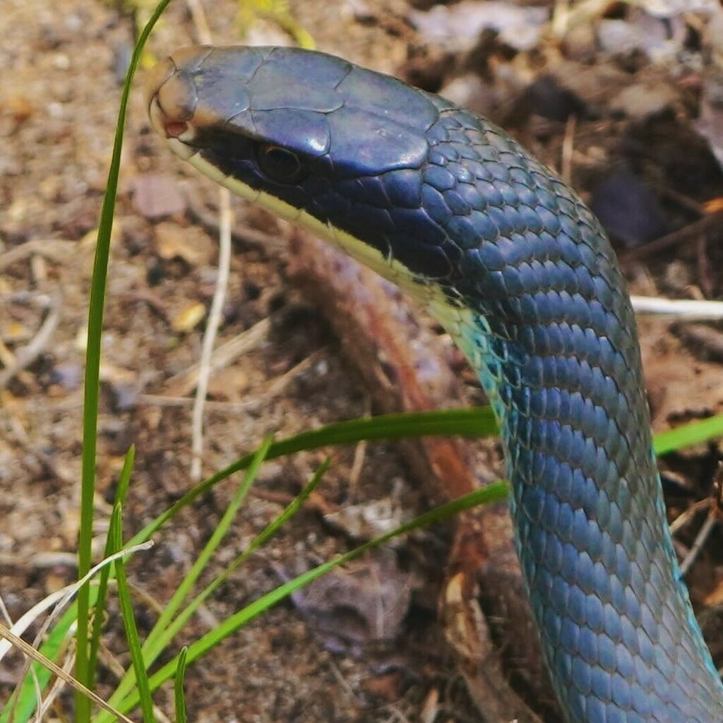 joemielke's tweet photo. More signs of spring. #macrophotography #macrogrammers #reptile #snake #blueracer #nature https://t.co/w4F2yHDmGA https://t.co/6F3D4ivUOq