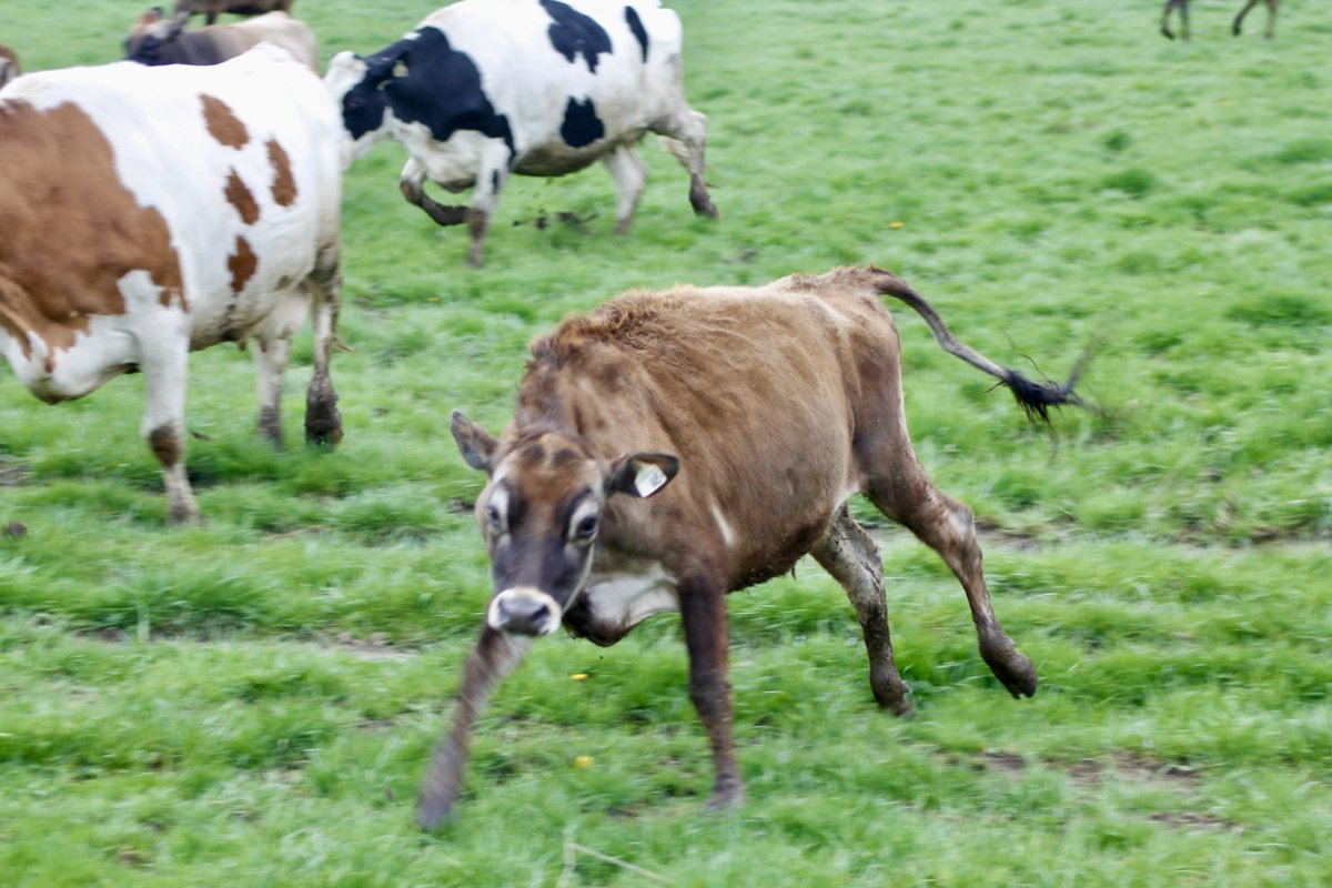 JerseyCanada's tweet photo. Who let the cows out?
•••
Qui a laisser les vaches sortir? https://t.co/LxWiKo3azd