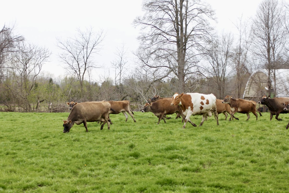 JerseyCanada's tweet photo. Who let the cows out?
•••
Qui a laisser les vaches sortir? https://t.co/LxWiKo3azd
