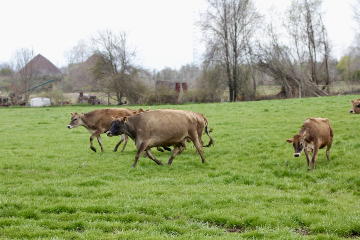 JerseyCanada's tweet photo. Who let the cows out?
•••
Qui a laisser les vaches sortir? https://t.co/LxWiKo3azd