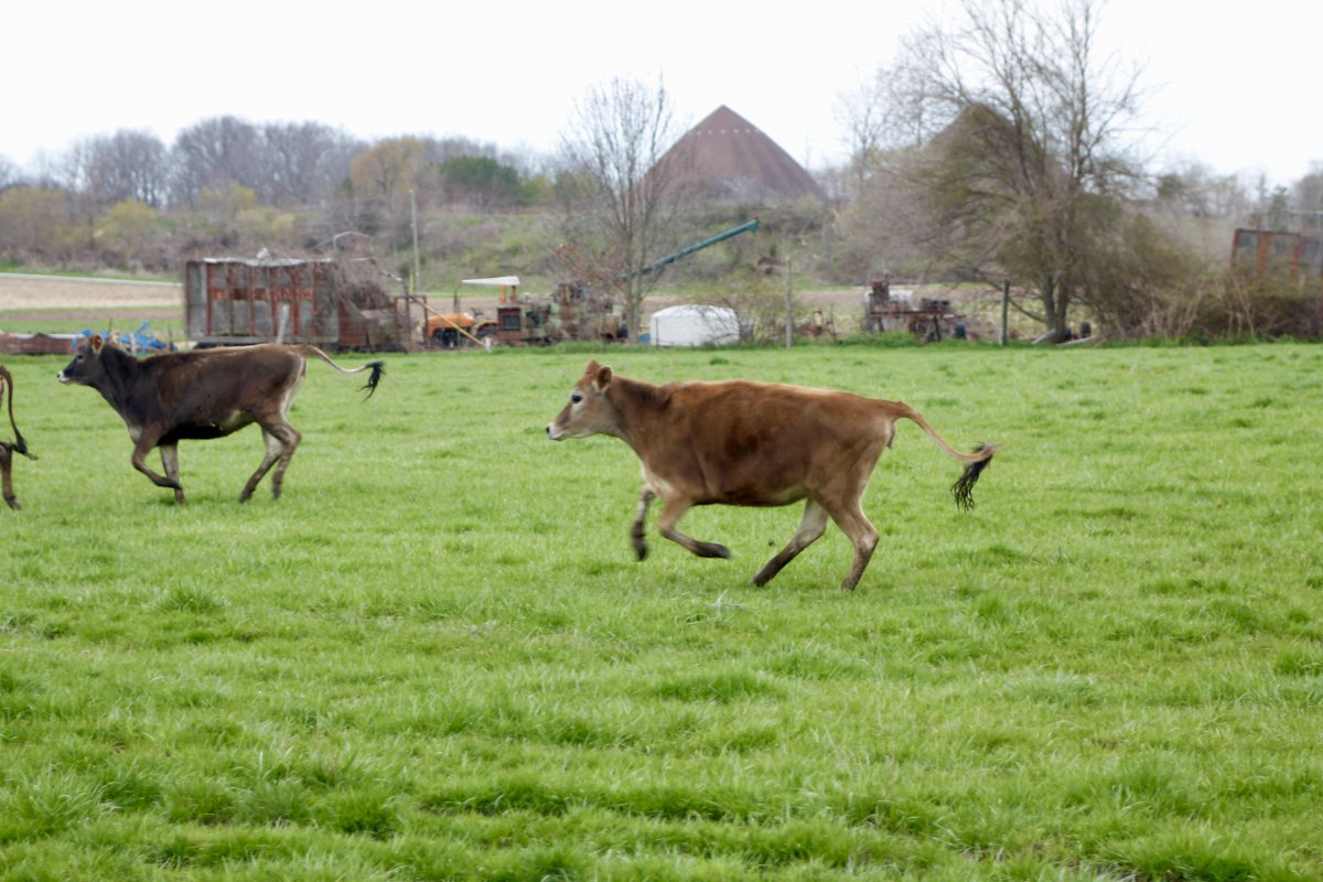 JerseyCanada's tweet photo. Who let the cows out?
•••
Qui a laisser les vaches sortir? https://t.co/LxWiKo3azd