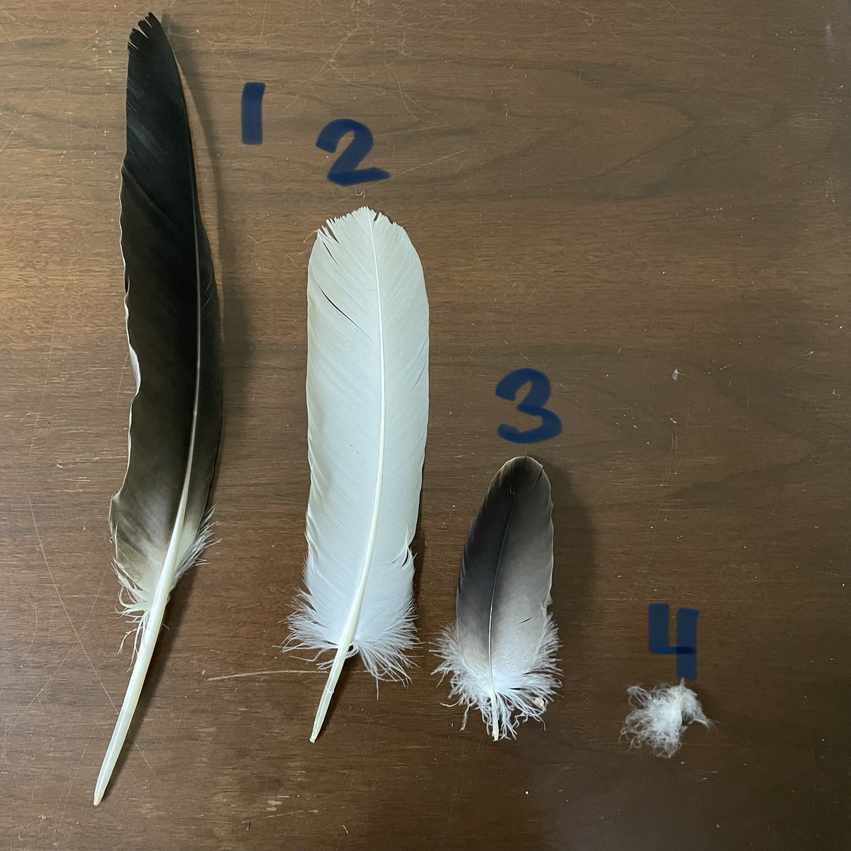 American Bald Eagle Foundation tweet media