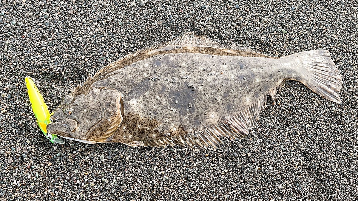 angler__YU's tweet photo. 最近はショートバイトが多発したり、これでもかってくらいバラしまくって、ようやく釣れた1枚🤣🤣めちゃくちゃ嬉しかったです🤣😭🤣

#ヒラメ
#サイレントアサシン99s
#フラッシュブースト https://t.co/wYH84vnysV