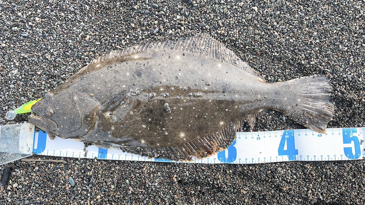 angler__YU's tweet photo. 最近はショートバイトが多発したり、これでもかってくらいバラしまくって、ようやく釣れた1枚🤣🤣めちゃくちゃ嬉しかったです🤣😭🤣

#ヒラメ
#サイレントアサシン99s
#フラッシュブースト https://t.co/wYH84vnysV