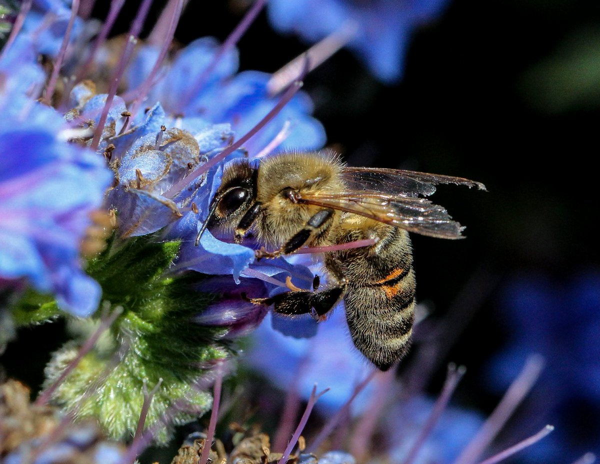 ChrisEverall's tweet photo. A Western Honey Bee hard at work. 
@ThePhotoHour #bees #insects #nature #TwitterNatureCommunity #macrophotography https://t.co/k1rHSFGICi