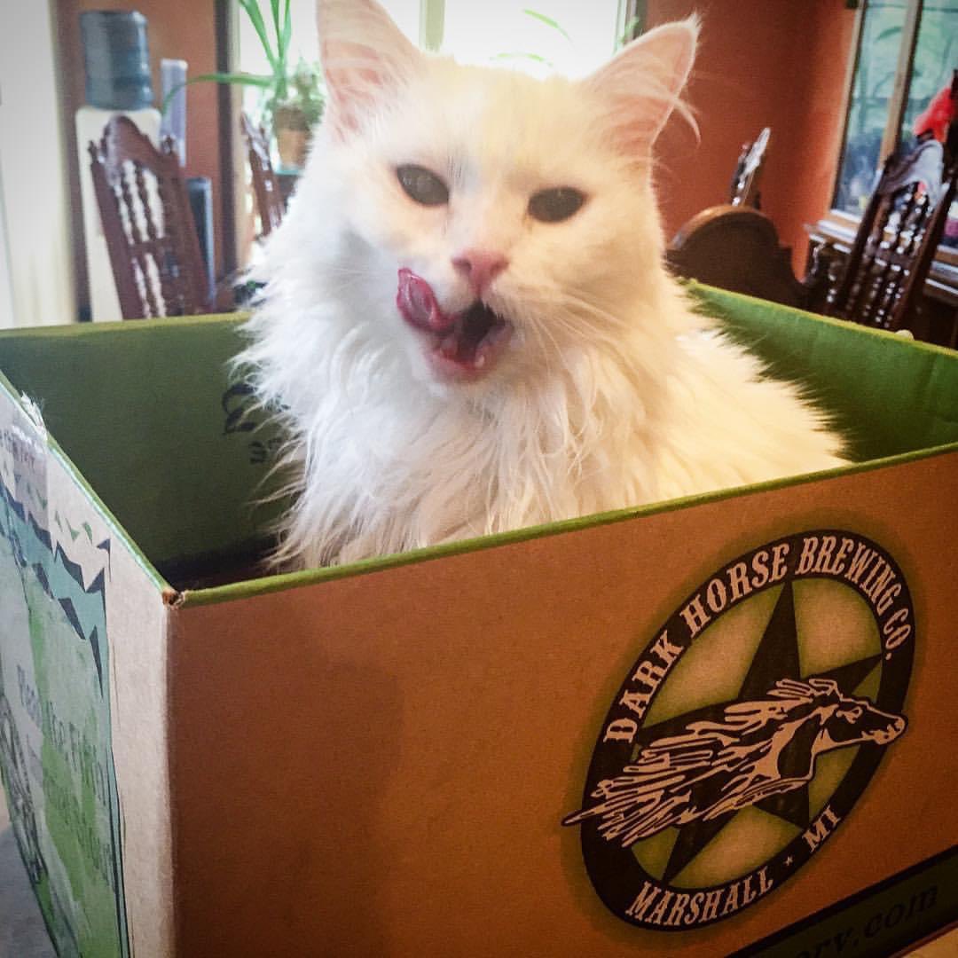 JimmRet's tweet photo. #ThisDayIn 2016
#thePuff licks her chops as any #beercat would for @DarkHorseBrewCo #PleadtheFifth Imperial #Stout on #BeerFortFriday
#cat #gato #貓 #kitty #猫 #bier #cat #instacat #CatsOfTwitter #neko #catstagram #craftbeer #beercat #whitecat #beerfort https://t.co/6nf3Yo98Vn