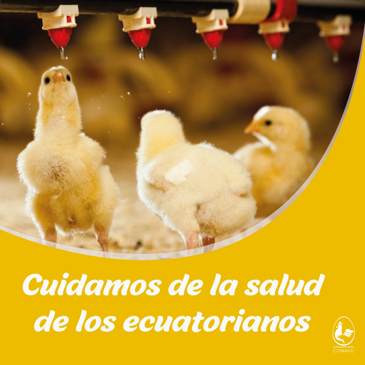CONAVE_EC's tweet photo. El Bienestar Animal es parte de las buenas prácticas avícolas.

Las BPA garantizan productos inocuos y aptos para el consumo humano.

#ProteínaDeCalidad #SoberaníaAlimentaria #ListoElPollo #BPA #VamosAPonerleHuevos #ComePollo https://t.co/DEsGWhwNTd