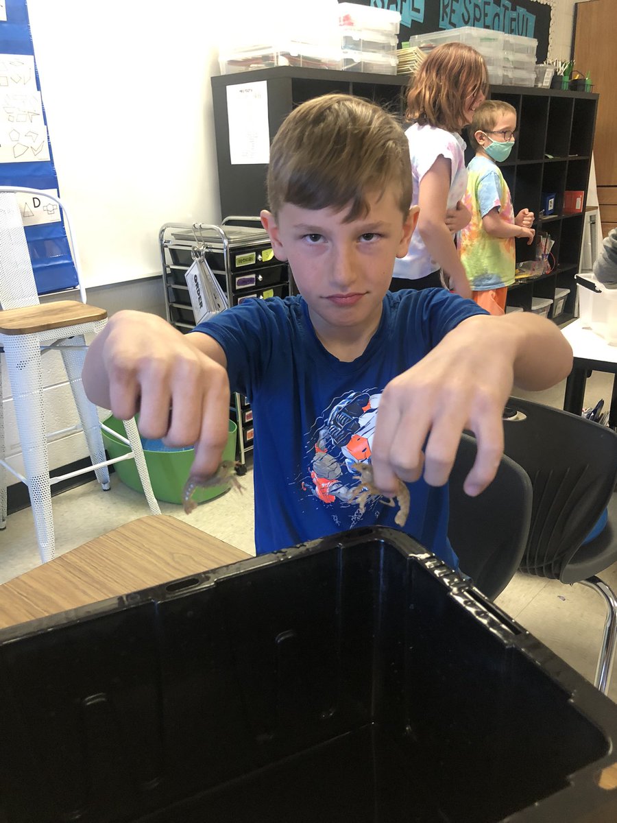The Crayfish have arrived in 3rd Grade. Yay or eww? It depends who you ask! <a href="/isd199/">IGH Schools</a>