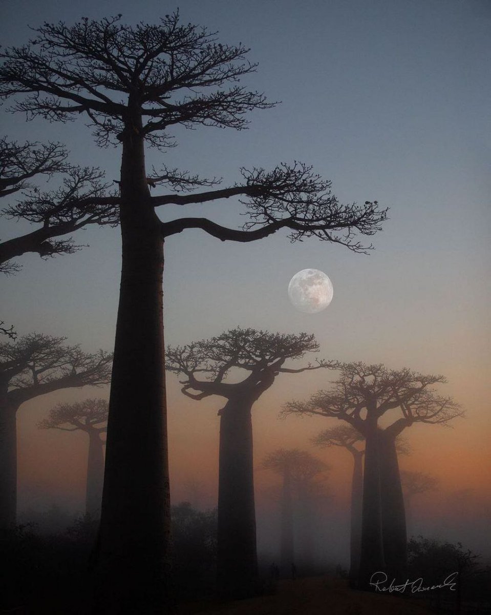 astrophotosnap's tweet image. Moon, at Baobab Alley next to Morondava, Madagascar
