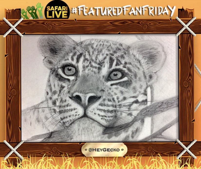 heygecko's tweet photo. Little Chief ~ Hosana, you had such an endearing character it was not difficult falling in love with you. Back in the day of safarilive, I watched you grow up and had many a laugh at your mischievous nature. Sleep well, I am so so sorry 💔😢 #hosanamaleleopard #hosana #wildearth https://t.co/grdi7m3a11