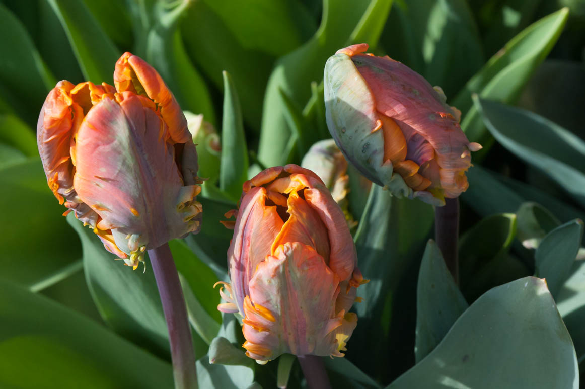 Voor de laatste keer: zaterdag en zondag BOS &amp; BOL: zomerbollen van Hein Meeuwissen, heesters en voedselbosplanten van Arborealis, schaduwplanten van Bart Wortelboer en lekkers van Petra. Op zondag boeken van Architectura &amp; Natura. dekleineplantage.nl