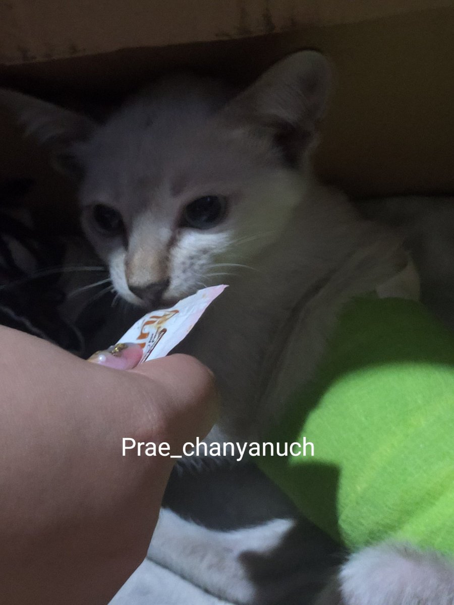 Prae_chanyanuch's tweet photo. ตามหาคนรับน้องไปดูแลต่อค่ะ 
เราช่วยน้องมาจากตอนโดนหมาฟัด หาไปหาหมอแล้วหมอล้างแผลทำแผลแต่ยังไม่ได้เย็บแผล ฉีดยาแก้ปวดแก้อักเสบแล้วค่ะ หมอบอกว่ากระดูกสันหลังแตกน้องน่าจะต้องพิการตลอดชีวิต เราไม่สะดวกดูแลน้องจริงๆค่ะ 😭
พิกัด ด้านล่าง
#หาบ้านแมว https://t.co/CbppYBjNhu