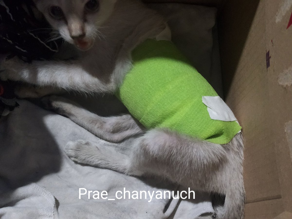 Prae_chanyanuch's tweet photo. ตามหาคนรับน้องไปดูแลต่อค่ะ 
เราช่วยน้องมาจากตอนโดนหมาฟัด หาไปหาหมอแล้วหมอล้างแผลทำแผลแต่ยังไม่ได้เย็บแผล ฉีดยาแก้ปวดแก้อักเสบแล้วค่ะ หมอบอกว่ากระดูกสันหลังแตกน้องน่าจะต้องพิการตลอดชีวิต เราไม่สะดวกดูแลน้องจริงๆค่ะ 😭
พิกัด ด้านล่าง
#หาบ้านแมว https://t.co/CbppYBjNhu