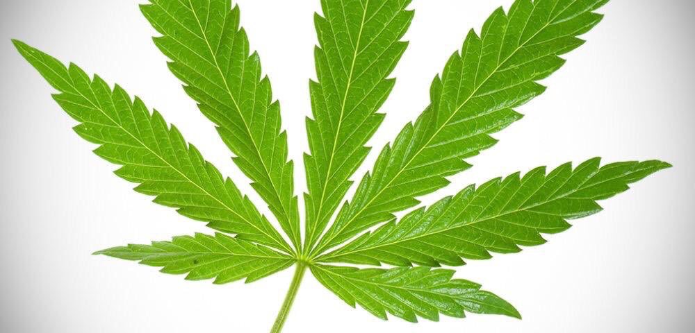 HadleighPolice's tweet photo. Yesterday, officers responded to a report of suspected drug dealing in Cox’s Park in Hadleigh. A 15 year old male was detained for a search and large quantity of cannabis seized. He was arrested for possession with intent to supply class B drug & obstructing police #PC1293 #PC507 https://t.co/5xnWWpmV9Q
