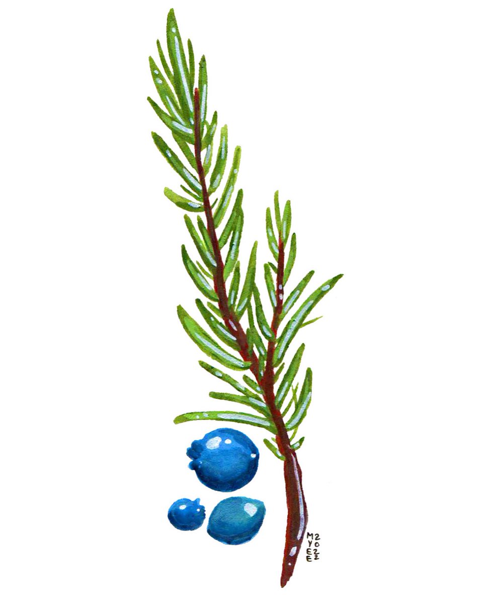 theboneforest's tweet photo. Day 83 of #the100dayproject : Juniper Tree 🫐
•
#100daysofplants2022 #art #illustration #painting #watercolor #gouache #plants #nature #junipertree #juniper #tree #berries #scientificillustration #botanicalillustration #myeeart #theboneforest https://t.co/sxLPcFAgUp