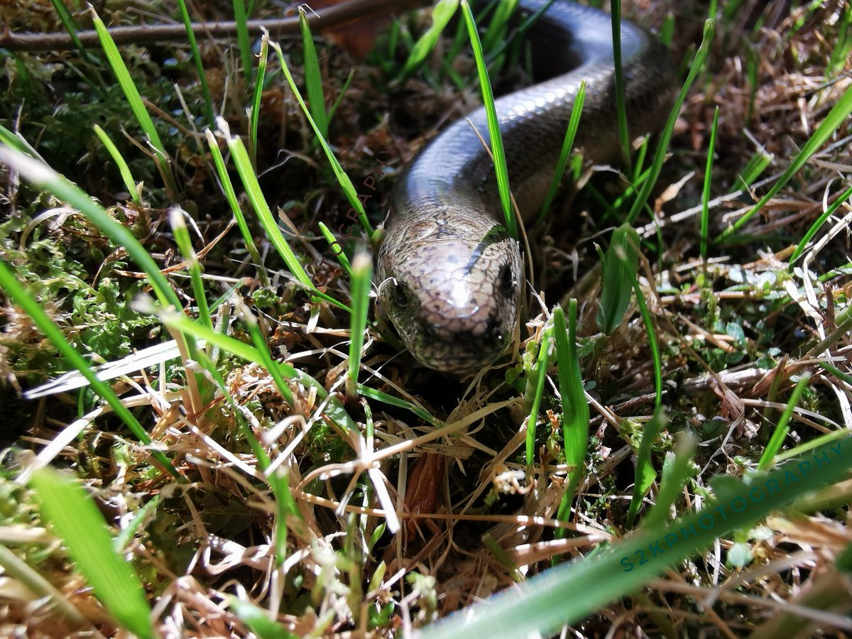 S2kph0t0graphy's tweet photo. Meeting the locals whilst out and about in the Highlands. Lovely #slowworm basking in the sun earlier this afternoon. @Lorrain05617625
#scotland @rzss #wildlifephotography #leglesslizard #notasnake #basking #leaveonlyfootprints #takeonlyphotographs https://t.co/7DYrAsmqom