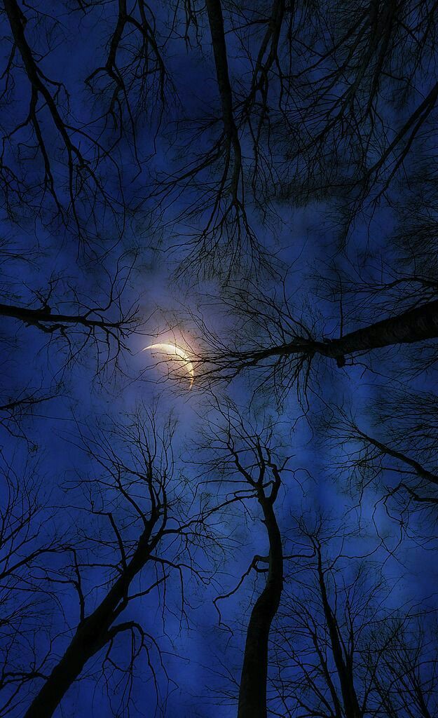 Soul_Art8's tweet photo. Good night 🌙✨
#NaturePhotography #naturelovers #moonnight #beautiful https://t.co/4BcZBgWPMf