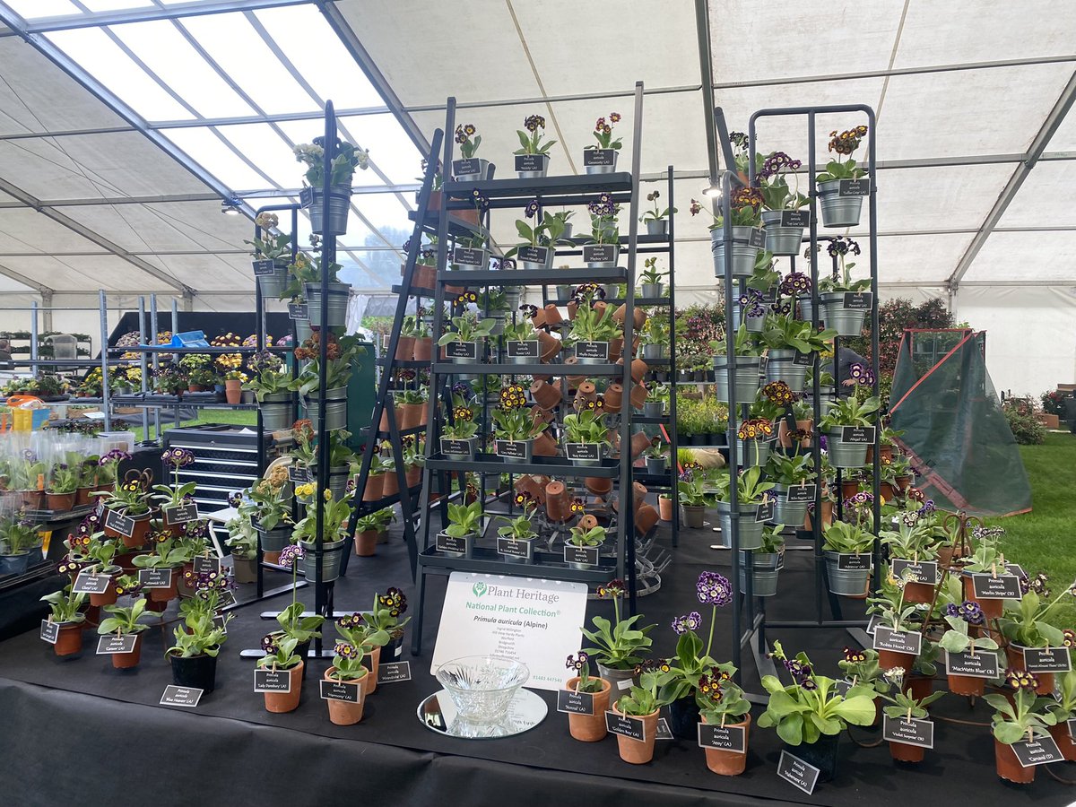 See our auriculas on Gardeners World tonight; May 6th at 8pm on BBC 2!
#auriculas #RHSMalvern #familybusiness #adamfrost