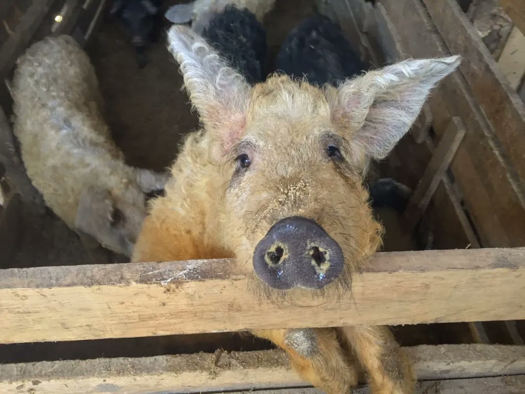 meanderbug's tweet image. Now on the Meanderbug App–OK Koral Glamping in Montenegro. It's an amazing place with a great story. Download and check the app for more #glamping, #farmstay, #hiking...and more #crazygoodtravel!