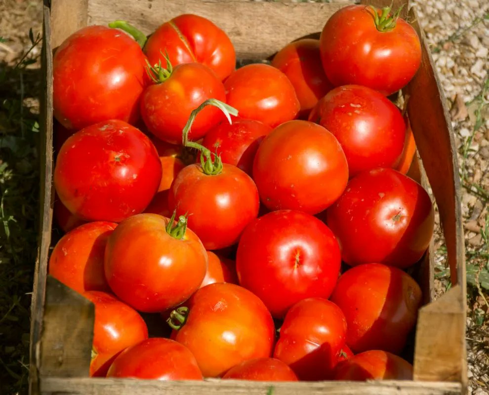 meanderbug's tweet image. Now on the Meanderbug App–OK Koral Glamping in Montenegro. It's an amazing place with a great story. Download and check the app for more #glamping, #farmstay, #hiking...and more #crazygoodtravel!