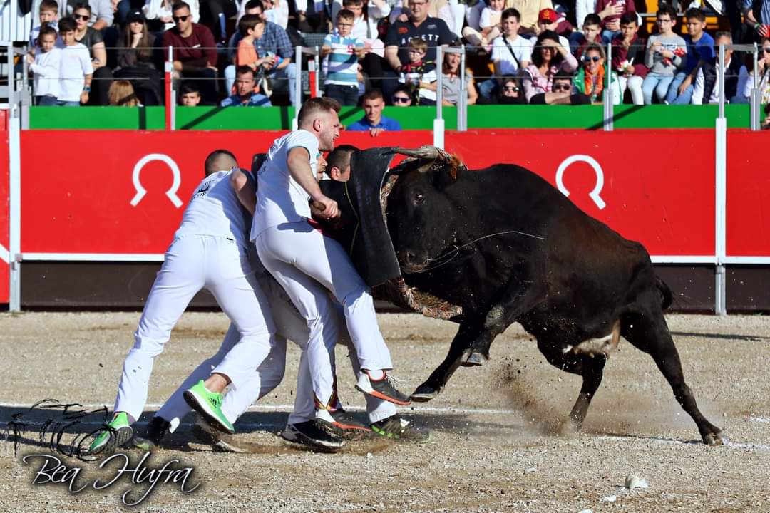 asesoriataurina's tweet photo. 🐂 Fotos del pasado concurso de #roscaderos de Tauste (#Zaragoza) by Bea Hufra.
https://t.co/am5xrE4AA4 https://t.co/GmJMLPU6M9