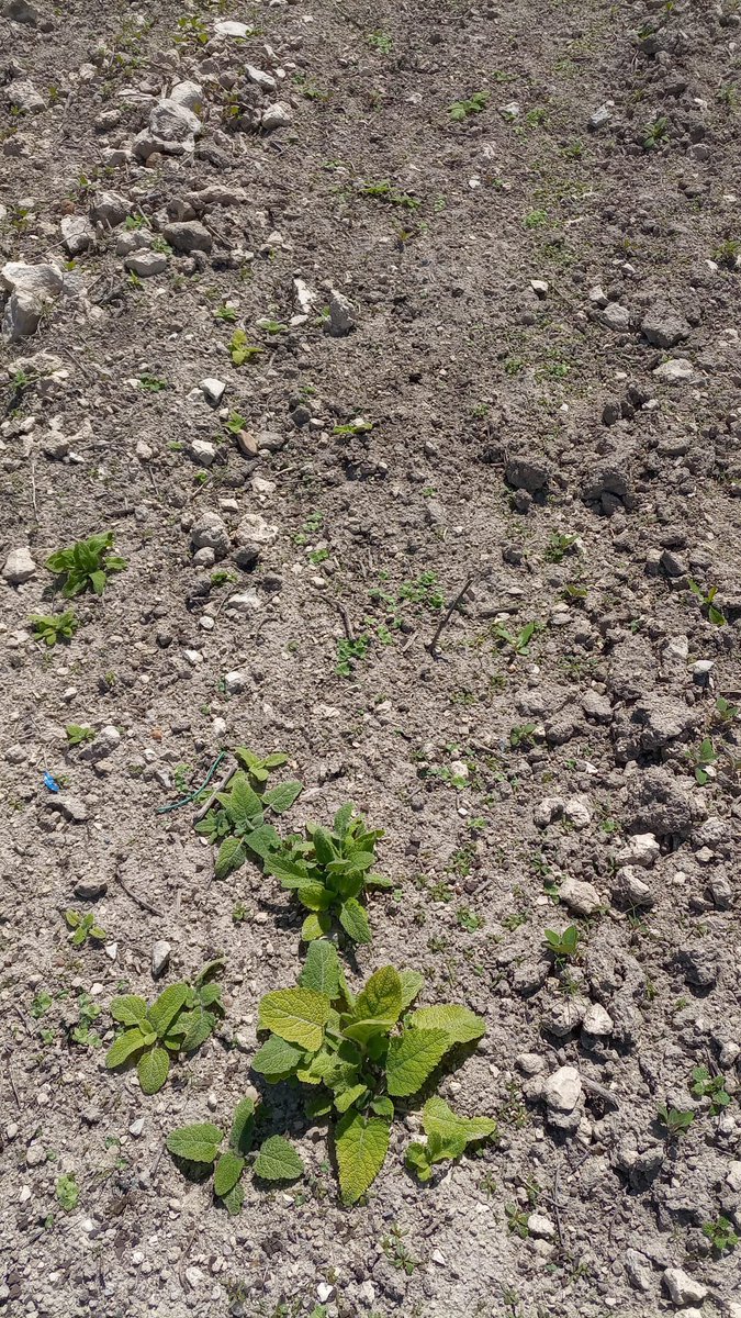 visostec's tweet photo. Bueno, poco a poco crecen nuestro #lavandín , #salvia y #ajenjo del proyecto #VISOSTEC en una de las viñas de @3Asesvino https://t.co/xwhlVG8YVM