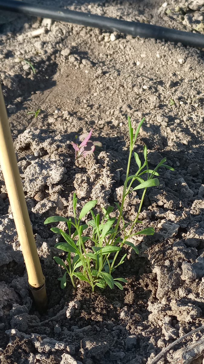visostec's tweet photo. Bueno, poco a poco crecen nuestro #lavandín , #salvia y #ajenjo del proyecto #VISOSTEC en una de las viñas de @3Asesvino https://t.co/xwhlVG8YVM