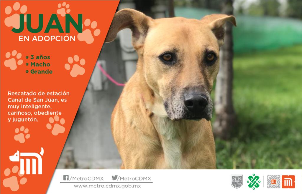 Juan está en busca de una familia, si deseas darle la oportunidad de ser adoptado comunícate vía e-mail a: centrotransferenciacanina.metro@gmail.com  
Consulta requisitos de adopción en 👉🏼 bit.ly/2Dv5VXG 🐾  #AUnMetroDeSuHogar #AdoptaNoCompres 🐶🏡"