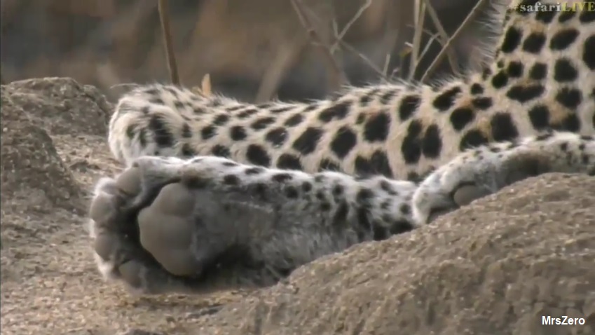 0MrsZero's tweet image. #WildEarth 💔💔💔💔💔💔💔💔💔💔