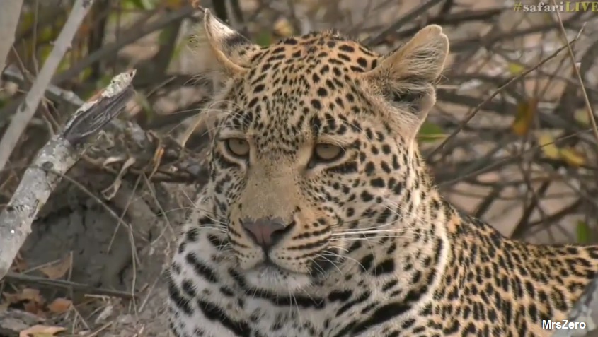 0MrsZero's tweet image. #WildEarth 💔💔💔💔💔💔💔💔💔💔